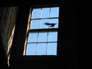 bird in window showing mindful, peaceful living